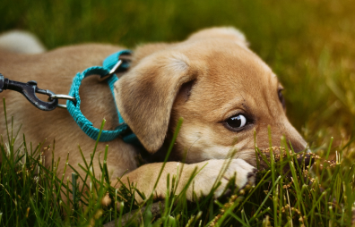 A puppy lying on the grass with a blue harness and leash, looking a bit shy.